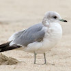 Mew Gull